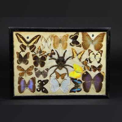 Van Helsing (Thomas Kretschmann) Office Insect Display