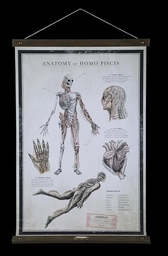 Lot #394 - THE SHAPE OF WATER (2017) - Special Promotional Poster Display, 2017