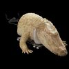 Lot # 3: ANNIHILATION - Half Body Puppet Albino Alligator