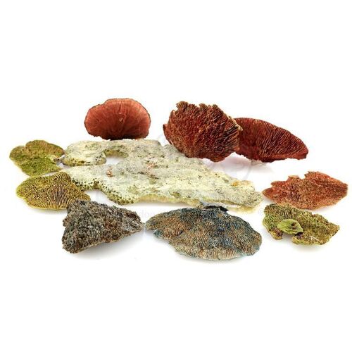 Lot # 18: ANNIHILATION - 10 Mutant Fungi Growths
