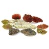 Lot # 18: ANNIHILATION - 10 Mutant Fungi Growths