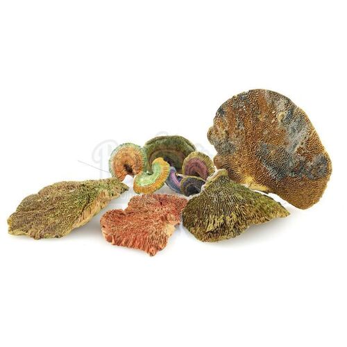 Lot # 32: ANNIHILATION - 10 Mutant Fungi Growths