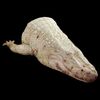 Lot # 73: ANNIHILATION - Half Body Dead Albino Alligator