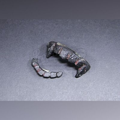 Vlad Tepes (Jonathan Rhys Meyers) Sarcophagus Vampire Teeth