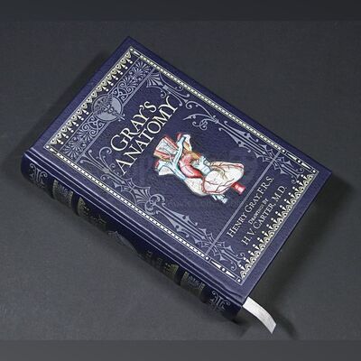 Mina Murray (Jessica De Gouw) Copy of "Gray's Anatomy"
