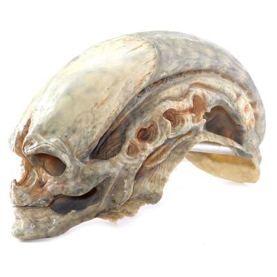 Lot # 15: ALIEN RESURRECTION (1997) - Newborn Hybrid Stand-In Head