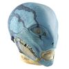 Lot # 110: HELLBOY II: THE GOLDEN ARMY (2008) - Abe Sapien's (Doug Jones) Mask
