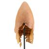 Lot # 595: CONEHEADS (1993) - Beldar's (Dan Aykroyd) Remulakian Head Appliance