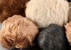 Lot # 217: 'The Trouble with Edward' (202) - Set of 10 Tribbles - 3