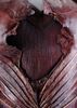 Lot # 4: Season 1 (2017-2018) - Burnt House of T'Kuvma Red Costume - 5
