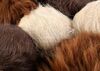 Lot # 84: 'The Trouble with Edward' (202) - Set of Eight Tribbles - 3