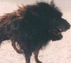 Lot #400 - WILLOW (1988) - Full-size Death Dog Puppet Head - 13