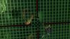 Lot #460 - BATMAN FOREVER (1995) - Riddler's (Jim Carrey) Question Mark Pin - 7