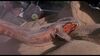 Lot #1063 - TREMORS (1990) - Kevin Bacon and Michael Gross Autographed Graboid Tendril - 10