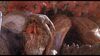 Lot #1063 - TREMORS (1990) - Kevin Bacon and Michael Gross Autographed Graboid Tendril - 11