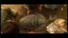 Lot #583 - FIVE CHILDREN AND IT (2004) - Psammead Shell - 11