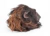 Lot #400 - WILLOW (1988) - Full-size Death Dog Puppet Head - 6