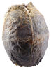 Lot #16 - ALIENS (1986) - Xenomorph Egg