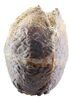 Lot #16 - ALIENS (1986) - Xenomorph Egg - 3
