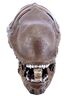Lot #18 - ALIEN 3 (1992) - 1/4 Scale Rod Xenomorph Puppet Head - 2