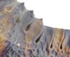 Lot #1023 - STARSHIP TROOPERS (1997) - Full-size Arachnid Warrior Jaw - 7