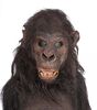 Lot #149 - TARZAN AND THE LOST CITY (1998) - Ape Mask and Suit - 2