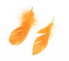 Lot #167 - HARRY POTTER AND THE DEATHLY HALLOWS: PART 2 (2011) - Set of Fawkes Feathers - 3
