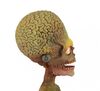 Lot #238 - MARS ATTACKS! (1996) - Stop-motion Martian Puppet - 5