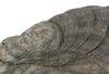 Lot #583 - FIVE CHILDREN AND IT (2004) - Psammead Shell - 4