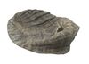 Lot #583 - FIVE CHILDREN AND IT (2004) - Psammead Shell - 6