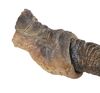 Lot #722 - JURASSIC PARK (1993) - Velociraptor Front Claw - 4