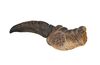 Lot #722 - JURASSIC PARK (1993) - Velociraptor Front Claw - 5