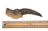 Lot #722 - JURASSIC PARK (1993) - Velociraptor Front Claw - 7