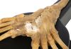 Lot #5 - ALIEN (1979) - Prototype Facehugger Display - 8