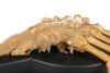 Lot #5 - ALIEN (1979) - Prototype Facehugger Display - 11