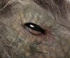 Lot #393 - UNDERWORLD: EVOLUTION (2006) - Lycan Head - 12