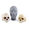Lot # 111: T-800 Foam Skull with Two Human Skulls