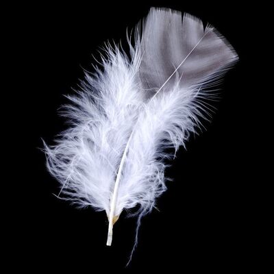 Lot # 128: Forrest Gump (1994) - Forrest Gump's (Tom Hanks) Production-used Feather