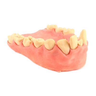 Sold at Auction: Dentures & Teeth, Mold, Working Display