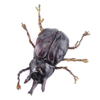 Lot # 181: Indiana Jones And The Temple Of Doom (1984) - Banquet Beetle