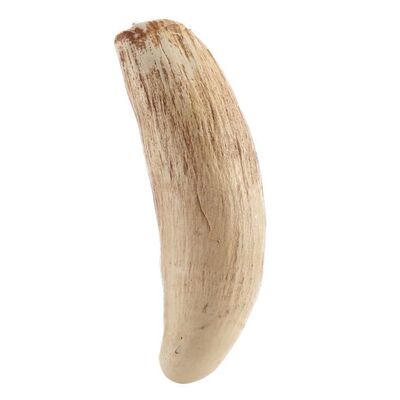 Lot # 213: Jurassic Park (1993) - Full-Size Tyrannosaurus Rex Tooth