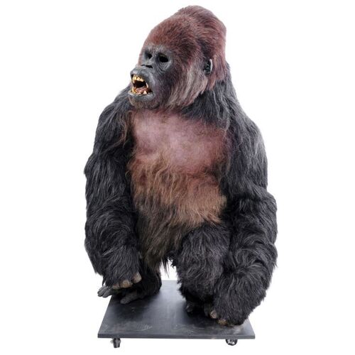Lot # 297: Various Productions - Complete "Shop Gorilla" Costume Display