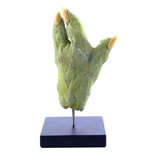 Lot # 398: Star Wars: The Empire Strikes Back (1980) - Yoda's (Frank Oz) Puppet Hand