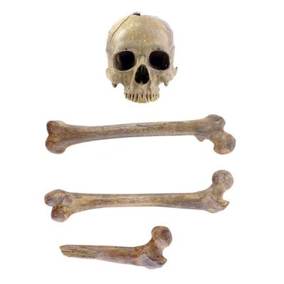 Lot # 767: Gemini Man (2019) - Skull and Bones Lot