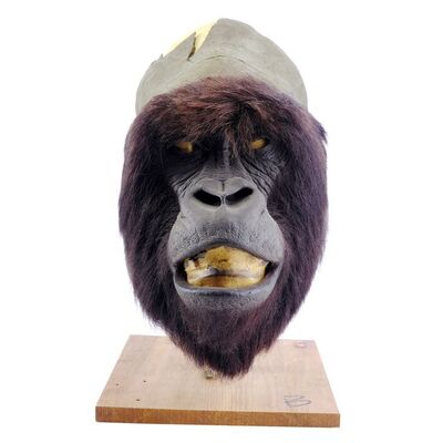 Lot # 790: Gorillas In The Mist (1988) - Digit's (John Alexander) Back-Up Head Skin