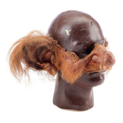 Lot # 911: Legend (1985) - Brown Tom's (Cork Hubbert) Dwarf Facial Appliance