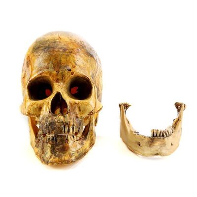 Lot # 1016: A Nightmare On Elm Street 4: The Dream Master (1988) - Background Skull and Mandible