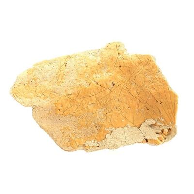 Lot # 1262: Star Wars: A New Hope - Krayt Dragon Bone Piece
