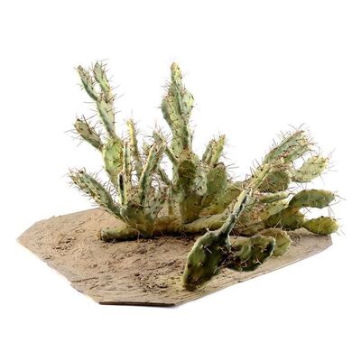 Lot # 180: Saul Goodman (as played by Bob Odenkirk) Desert Trek Injury Cactus