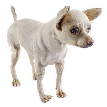 Lot # 745 : BEVERLY HILLS CHIHUAHUA (2008) - Papi (George Lopez) Stand-In